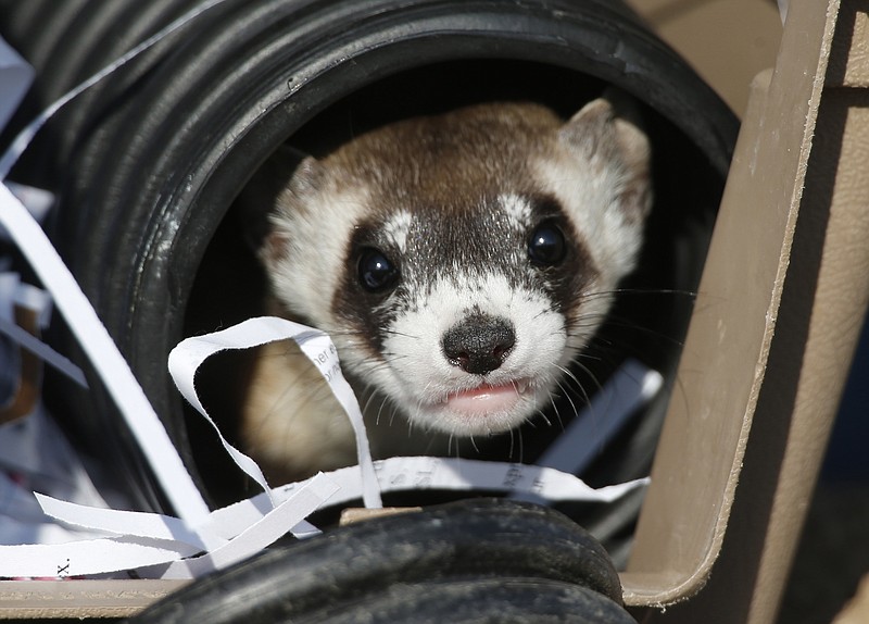 
              File - In this Monday, Oct. 5, 2015, file photo, a black-footed ferret looks out of a crate used to take it to a site to be let loose during a release of 30 of the animals by the U.S. Fish and Wildlife Service at the Rocky Mountain Arsenal National Wildlife Refuge in Commerce City, Colo. Dozens of slinky, ferocious and rare ferrets are settling in and making babies at a wildlife refuge outside Denver one year after they were released there.
 (AP Photo/David Zalubowski, File)
            