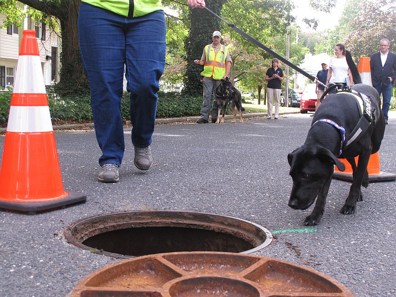 
              In this Sept. 21, 2016 photo, a dog from Maine-based Environmental Canine Services investigates a manhole in Fair Haven, N.J,. to sniff out source of human waste that might be making their way into waterways at the Jersey shore. The company's dogs identified more than 70 spots in multiple towns near the Navesink River where broken or leaky sewer pipes or other problems might be letting pollution into the river. (AP Photo/Wayne Parry)
            