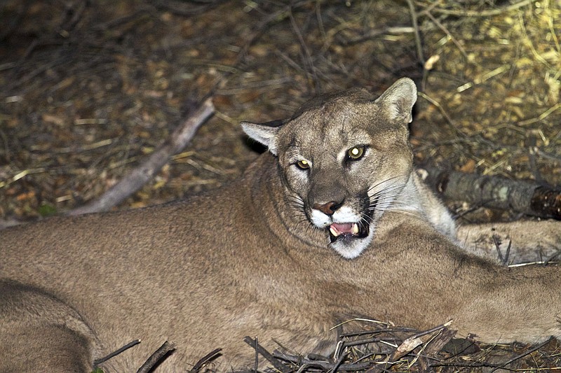 
              This undated photo provided by the National Park Service shows a mountain lion, known as P-45, that is believed to be responsible for the recent killings of livestock near Malibu, Calif. Ten alpacas were killed Saturday, Nov. 26, 2016, at a ranch and one alpaca and a goat were killed at another ranch on Sunday. California Fish and Wildlife has issued a rancher a 10-day permit to kill a lion known as P-45, but officials of the Santa Monica Mountains National Recreation Area contend that killing a cougar preying on livestock near Malibu will not solve the problem. (National Park Service via AP)
            