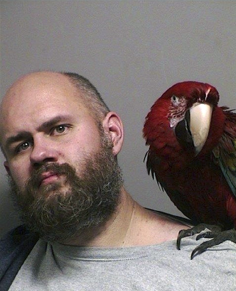 
              This booking photo provided by the Washington County Sheriff's office taken in Hillsboro, Ore., Thursday, Dec. 1, 2016, shows Craig Buckner with his macaw, named "Bird." The 4-year-old macaw became an instant celebrity after appearing in the booking mug shot with his unfortunate owner. (Multnomah County Sheriff's Office via AP)
            