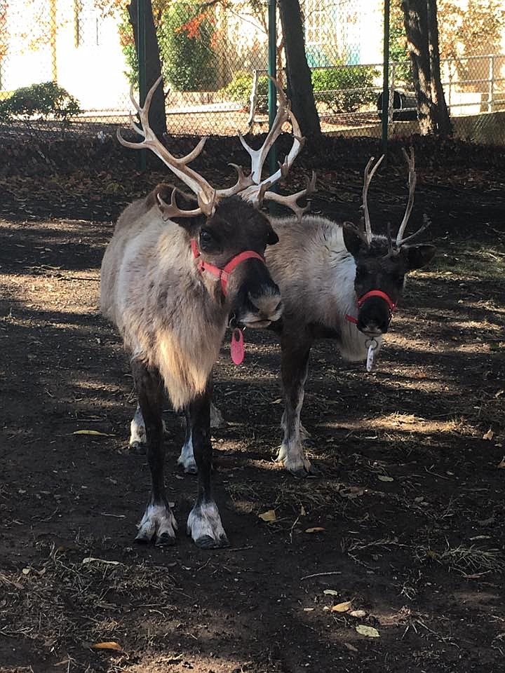 Reindeer are ready for their close-ups during Holiday Lights at Chattanooga Zoo.