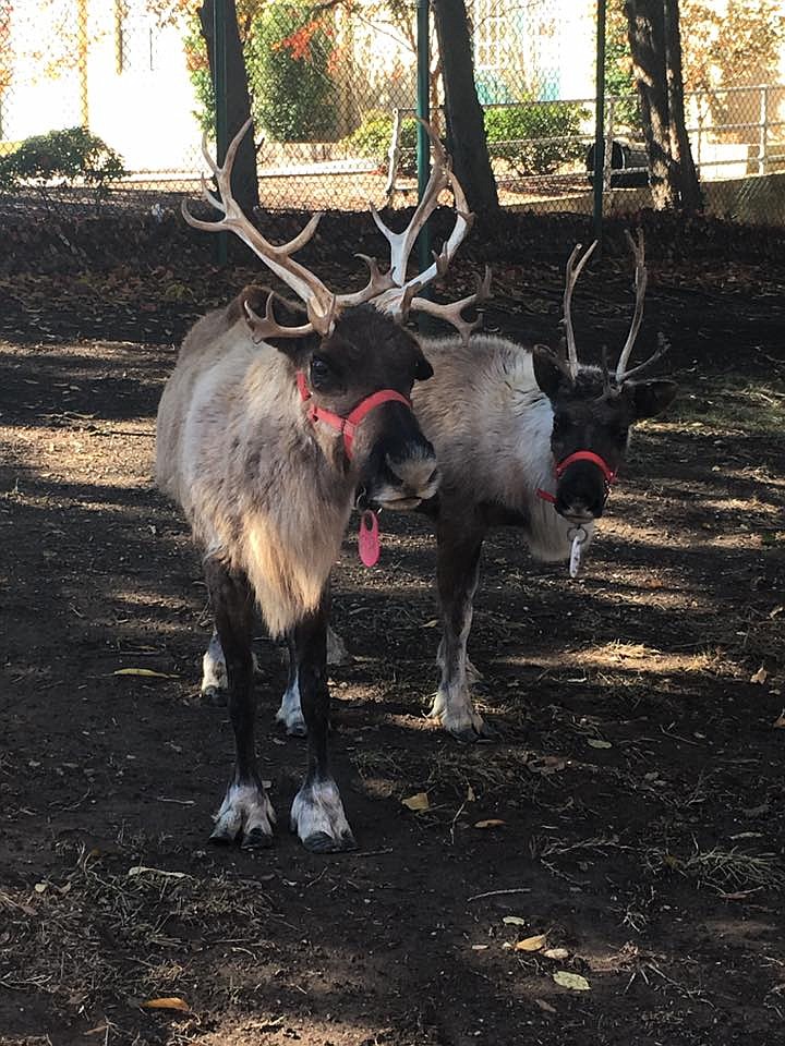 Reindeer are in residence through the weekend at Chattanooga Zoo for the Holiday Lights celebration.