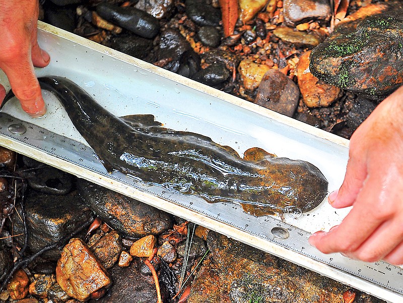 A hellbender salamander is measured by DNR technician Grover Brown in a creek running through the Chattahoochee National Forest near Union, Ga. Hellbenders, unique to mountains of the eastern U.S., are one of the largest salamanders in the world and can reach 2 feet long. (Brant Sanderlin/Atlanta Journal & Constitution via AP)