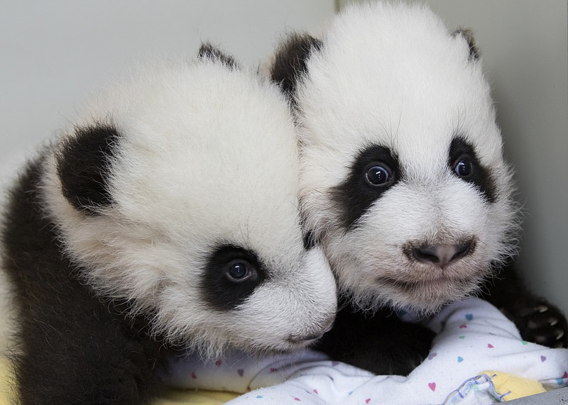 This Dec. 9, 2016, photo provided by Zoo Atlanta, shows giant panda twins Ya Lun, left, and Xi Lun in Atlanta. The names were revealed at a naming celebration Monday, Dec. 12, their 100th day of life, in accordance with Chinese tradition. The zoo says Ya means elegant and Xi means happy. Lun is a reference to the cubs' mother, Lun Lun. (Adam K. Thompson/Zoo Atlanta via AP)