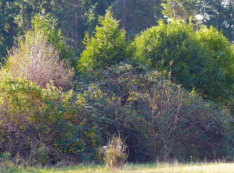 Nature's remedy for blocking noise? Trees Chattanooga Times Free Press