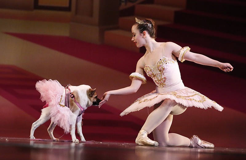 In a Thursday, Dec. 8, 2016, photo, performing as the Sugar Plum Fairy, Katherine Free, left, dances with Pig, the dog, during the Birmingham's Ballet Mutt-cracker, a rendition of the famous ballet "The Nutcracker," in Birmingham, Ala. Pig was a featured performer, wearing a pink tutu and dancing alone with the Sugar Plum Fairy in Act 2. Born with a condition called short-spine syndrome, the 3-year-old dog hops somewhat like a frog to stand up and has hunched shoulders that make her gait appear somewhat gorilla-like.  (AP Photo/Brynn Anderson)