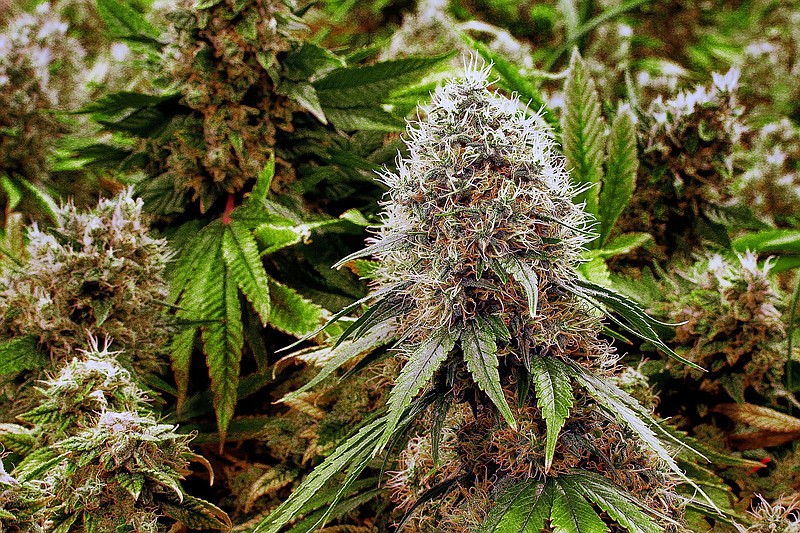 
              FILE - This Sept. 15, 2015 file photo shows marijuana plants with their buds covered in white crystals at a medical marijuana cultivation center in Albion, Ill. U.S. women are increasingly using marijuana during pregnancy, sometimes to treat morning sickness, new reports suggest. Though the actual numbers are small, the trend raises concerns because of evidence linking the drug with low birth weights and other problems. (AP Photo/Seth Perlman, File)
            