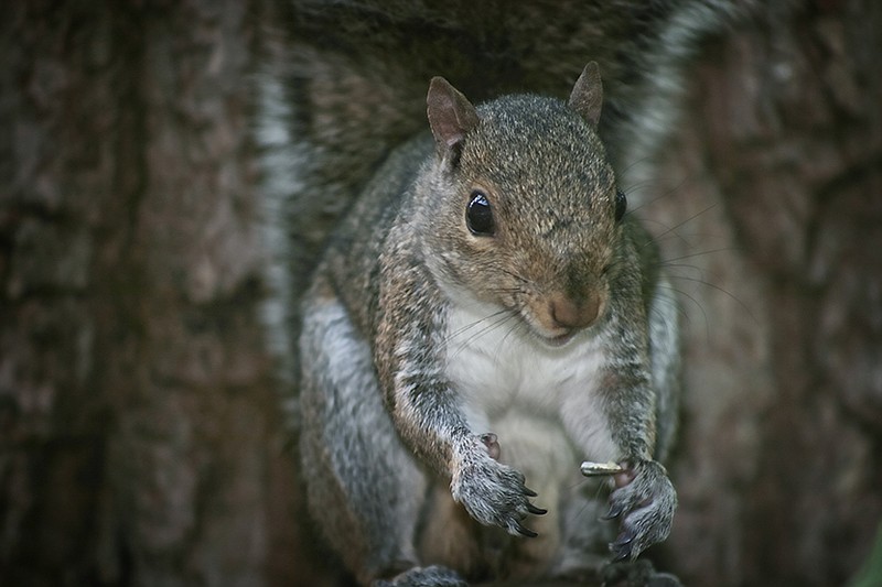 Region Digest Free hunting on opening day of squirrel season