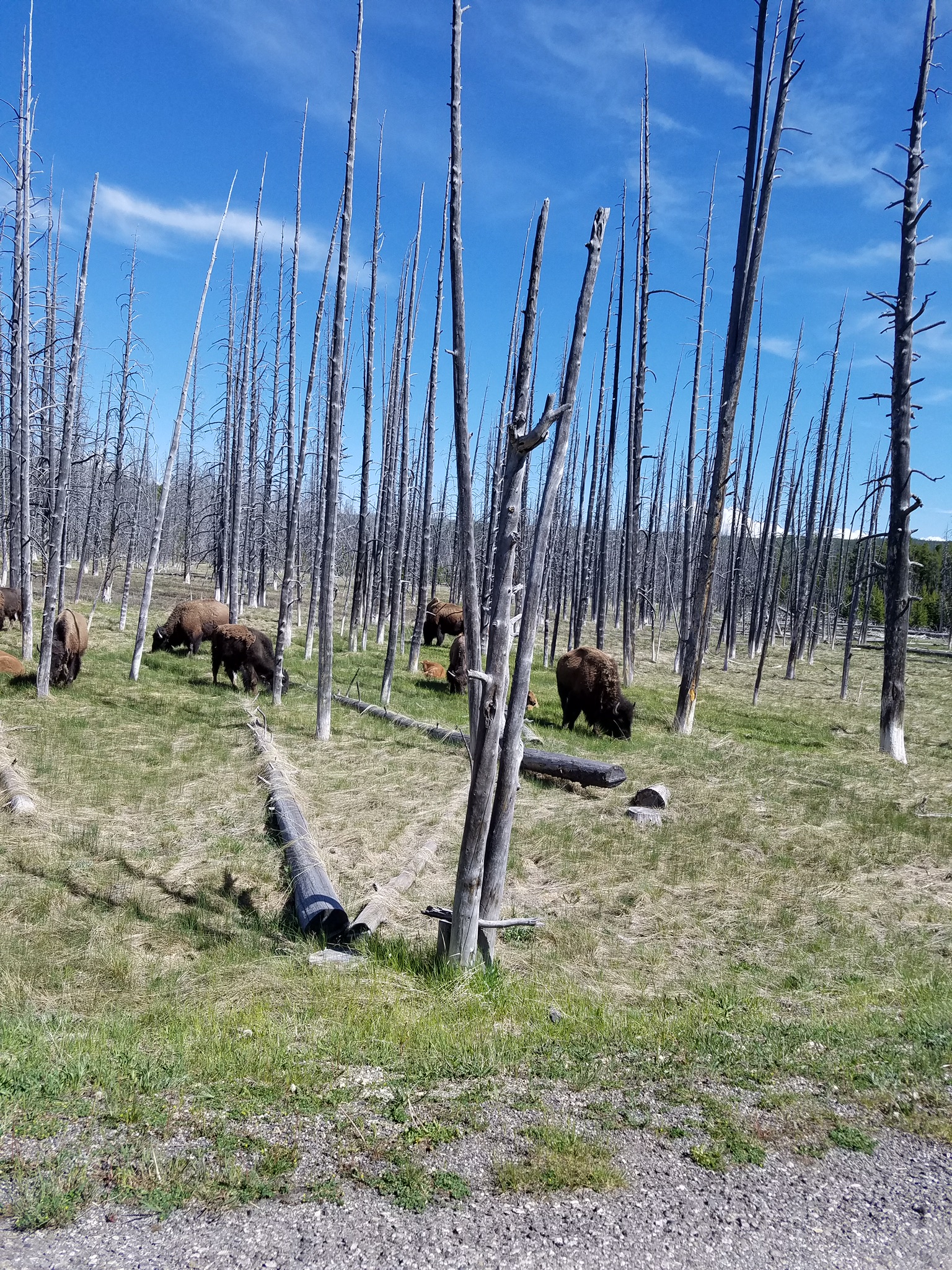 At Yellowstone, there are few fences. Wildlife is right next to the trails and roads. (Photo by Jamie Smith)