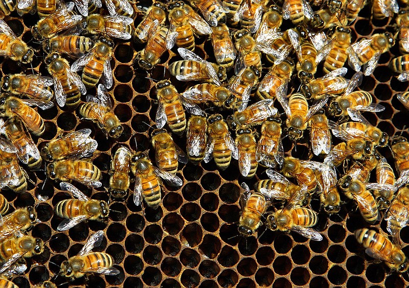 A hive of honey bees. (AP Photo/Gerry Broome)