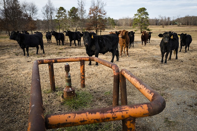 Cows stand near a capped oil well on a farm in rural Whitfield County on Friday, Dec. 16, 2016, near Dalton, Ga. Buckeye Exploration, a company out of Oklahoma, drilled the 5,100 foot test well in 2011.
