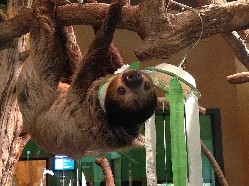 Time waits for no sloth, especially when Chattanooga Zoo is counting down to the new event Zoo Year's Eve.