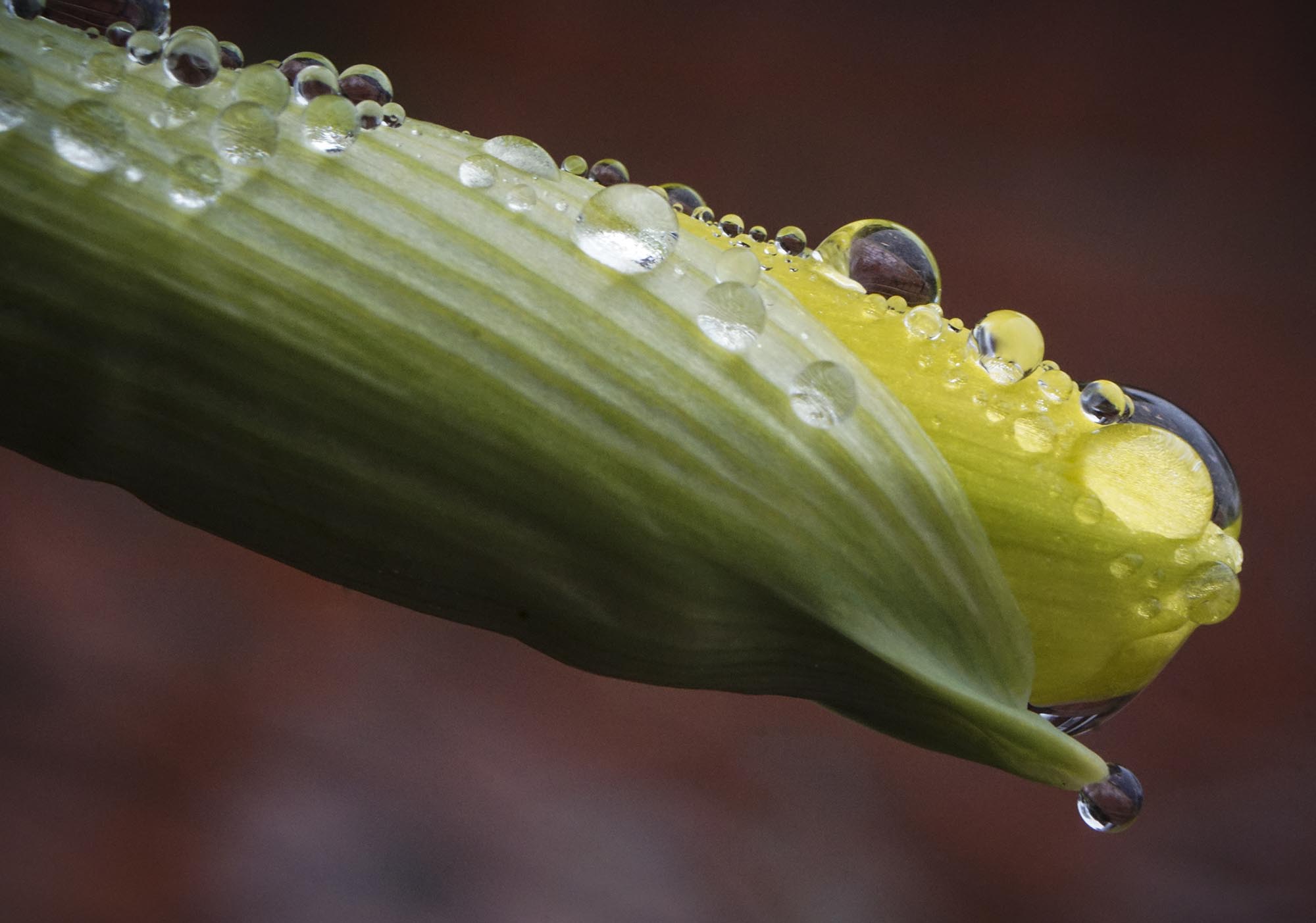 Staff Photo by Dan Henry / The Chattanooga Times Free Press- 2/23/16. Water droplets gather on a newly sprouted daffodil in the Fortwood Neighborhood on Tuesday, February 23, 2016.