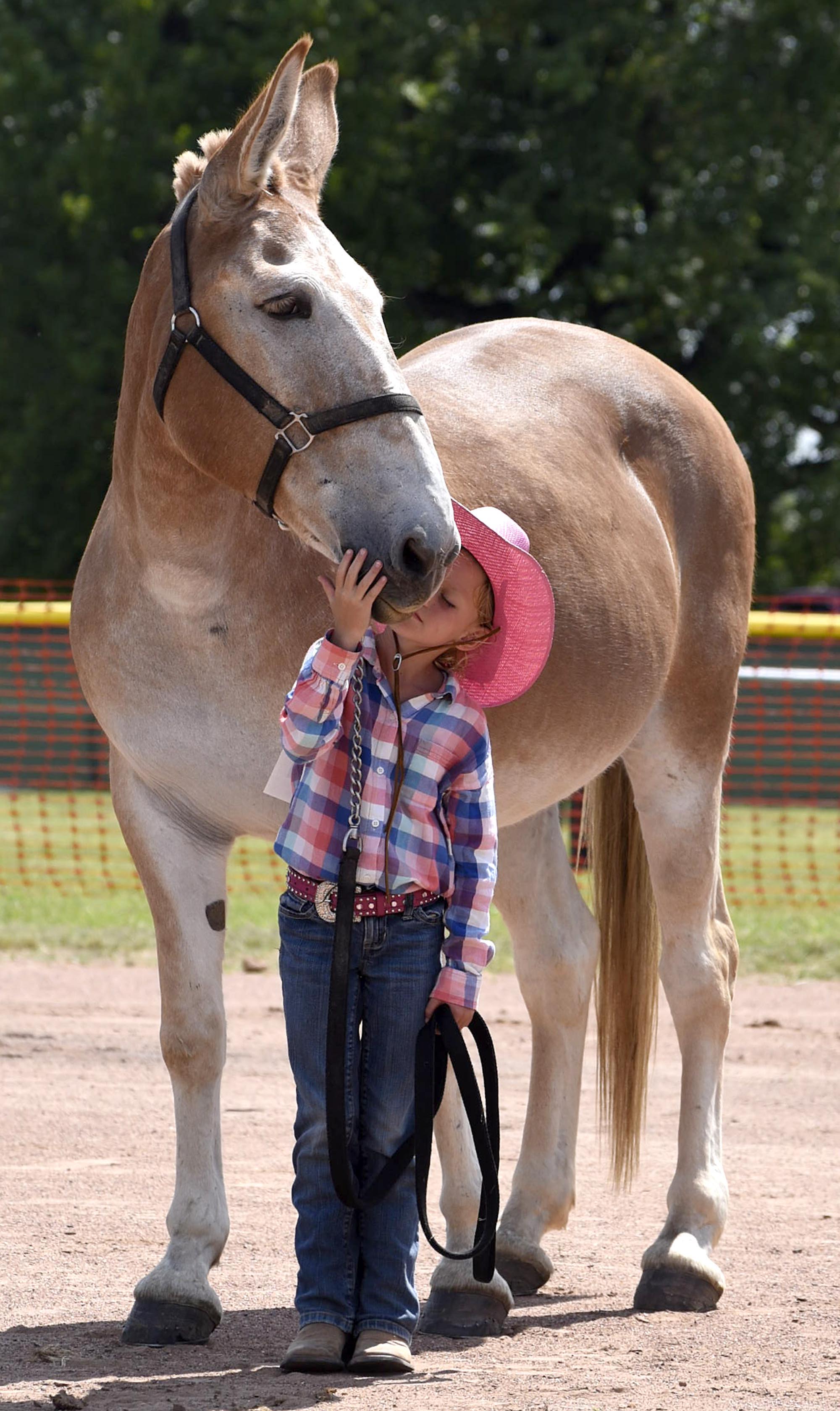 Five-year old Amelia Dempsey, of LaFayette, Georgia, nussles her mule, Rosie, has they compete in the 3-year and under class.  Ider, Alabama held their annual Mule Day on Labor Day, September 5, 2016.