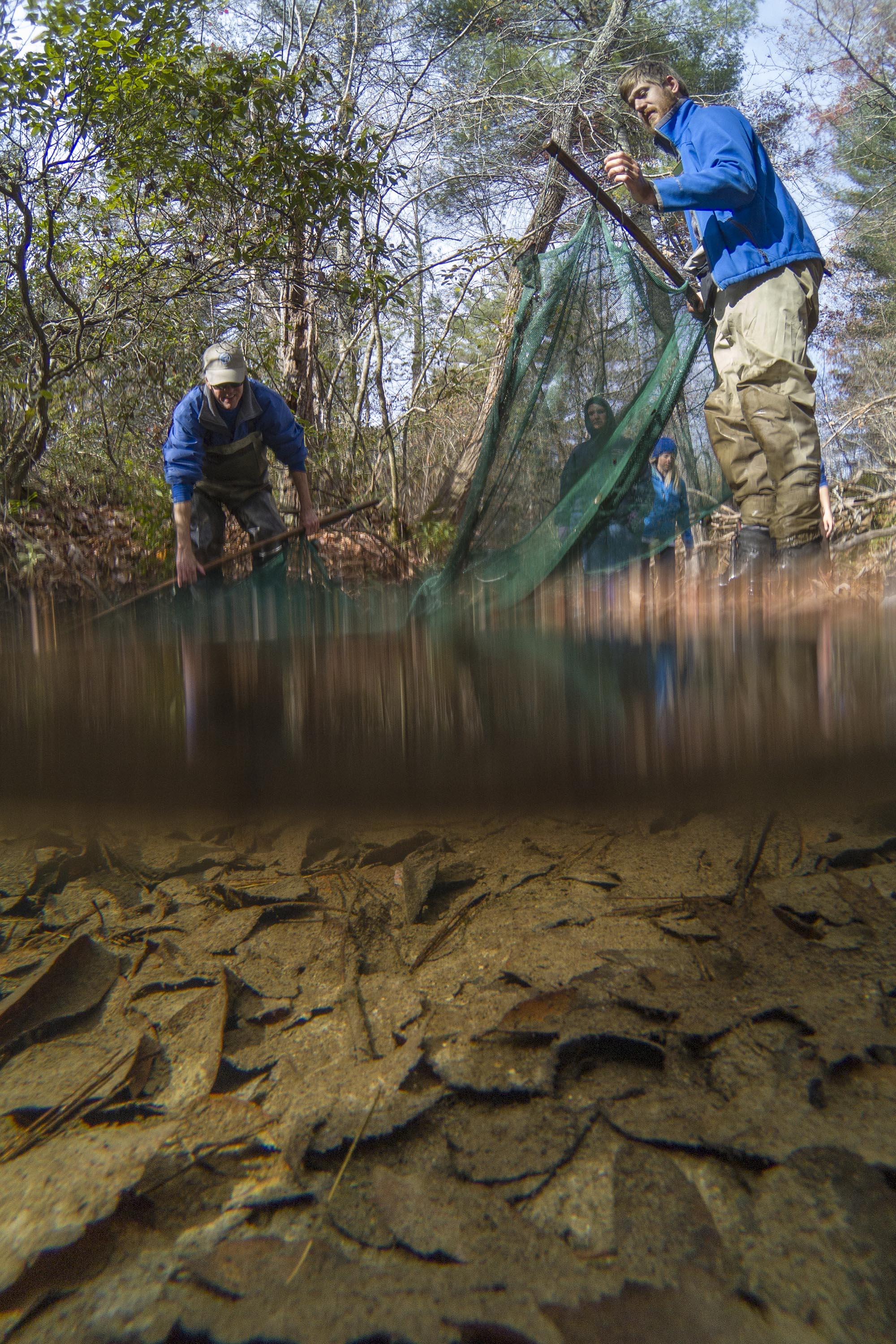 Staff Photo by Dan Henry / The Chattanooga Times Free Press- 11/22/16. Tennessee Aquarium representatives drag whats left of  the Lick Branch of Moccasin Creek on November 18, 2016 to record, capture and rescue the Laurel Dace minnow which have been affected by the drought.  The Laurel Dace is a rare minnow found along Walden's Ridge in the Bledsoe and Rhea County streams.