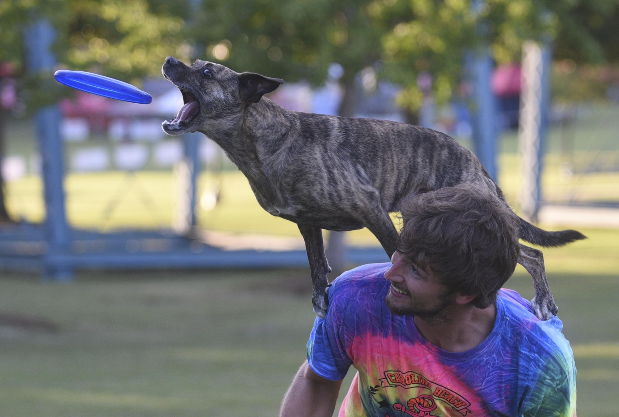 Brad Rogerson, from Holly Springs, N.C., practices with Hooley Thursday, Sept. 22, 2016 at Coolidge Park. The 2016 Hyperflite Skyhoundz World Canine Disc Championship takes place this weekend in Coolidge Park.