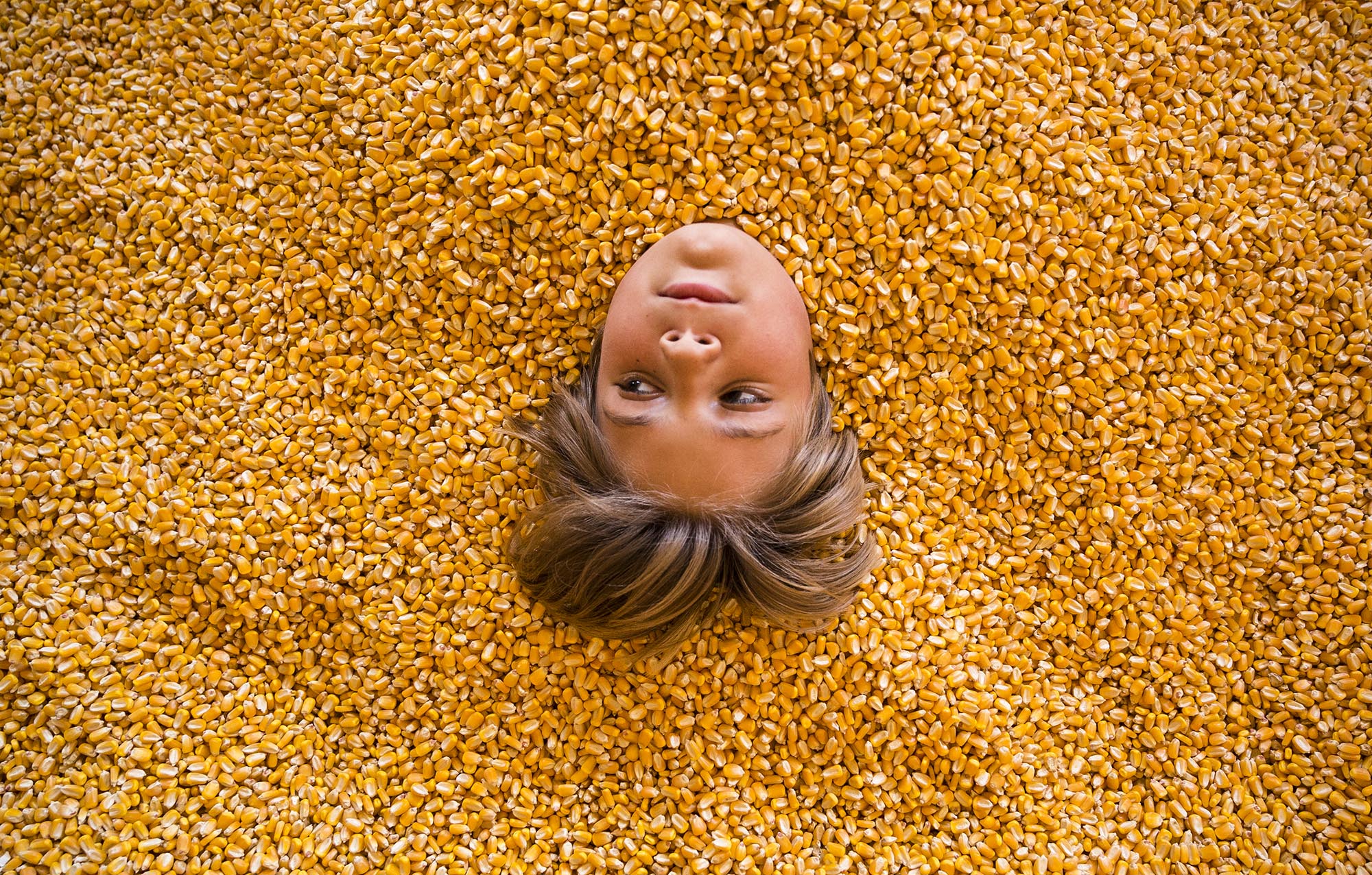 Mason Beldin lays in a container of corn kernals at Old McDonald Farm on Saturday, Oct. 29, 2016, in Sale Creek, Tenn. Sunday marks the farm's final day of fall festivities.