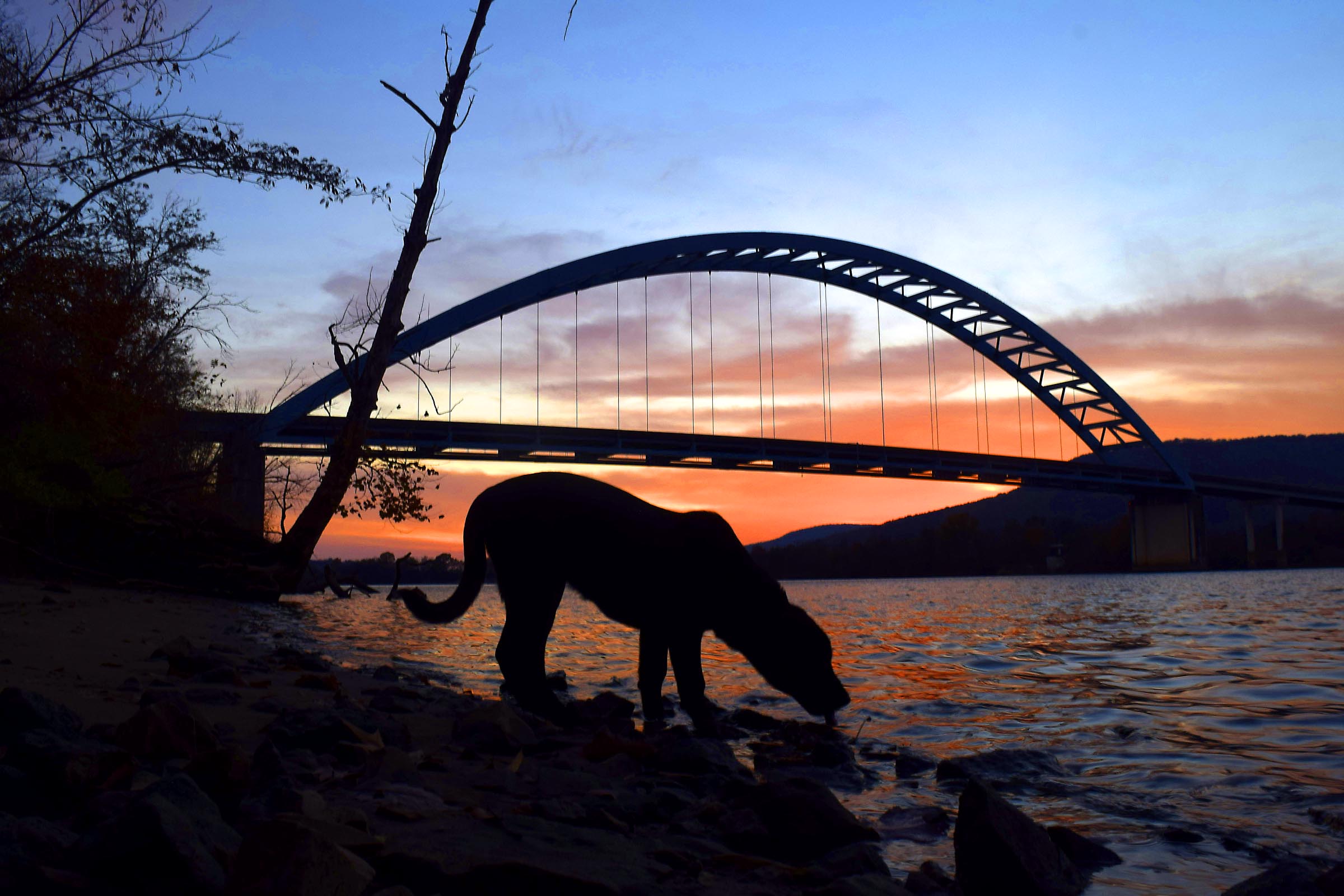 A young black Labrador dog drinks, at sunset,  from the Tennessee River just upstream from the Shelby Rhinehart Bridge.  The 750 foot long span was build in 1981 to replace the South Pittsburg to New Hope Ferry.