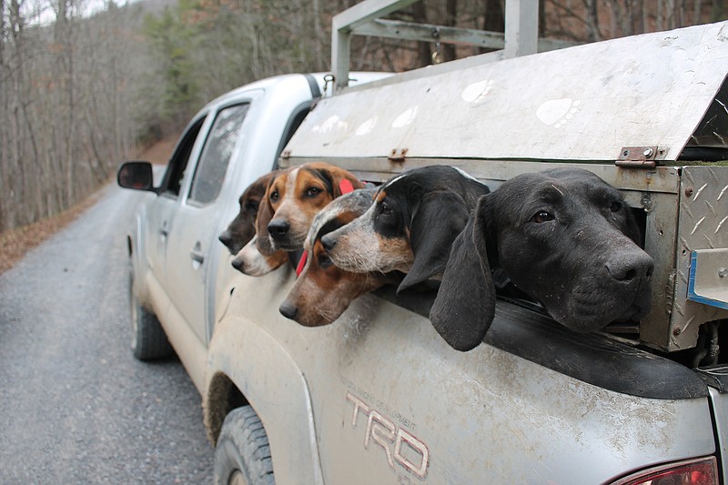 Well-trained hound dogs play a key role in the success of the annual USSA bear hunt.