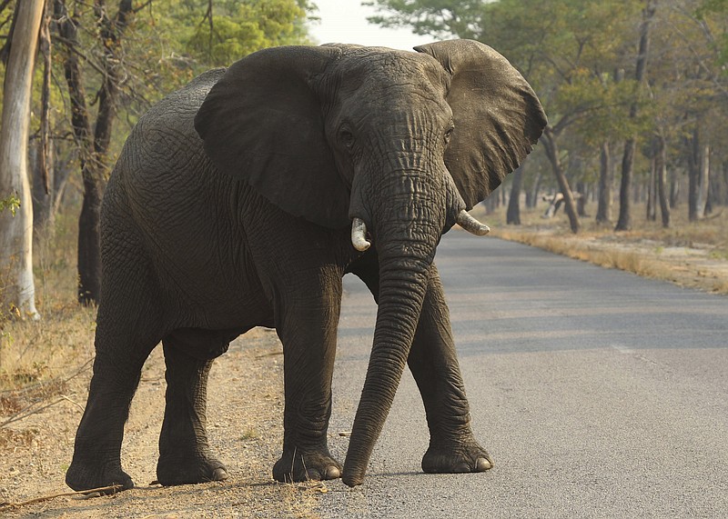 
              FILE -- In this Thursday, Oct. 1, 2015 file photo an elephant crosses a road in the Hwange National Park, in Hwange,  Zimbabwe. Zimbabwe’s wildlife agency said Thursday, Jan. 5, 2017 it has sold 35 elephants to China to ease overpopulation and raise funds for conservation, amid criticism from animal welfare activists that such sales are unethical. (AP Photo/Tsvangirayi Mukwazhi, File)
            