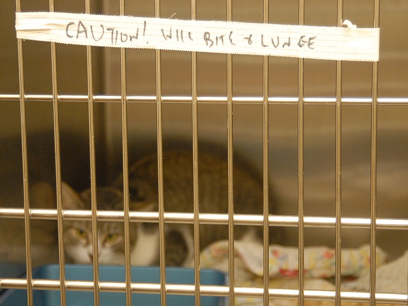 In the quarantine room at the McKamey Animal Care and Adoption Center, a sign on a cat's cage warns shelter staff that he is hostile to humans.