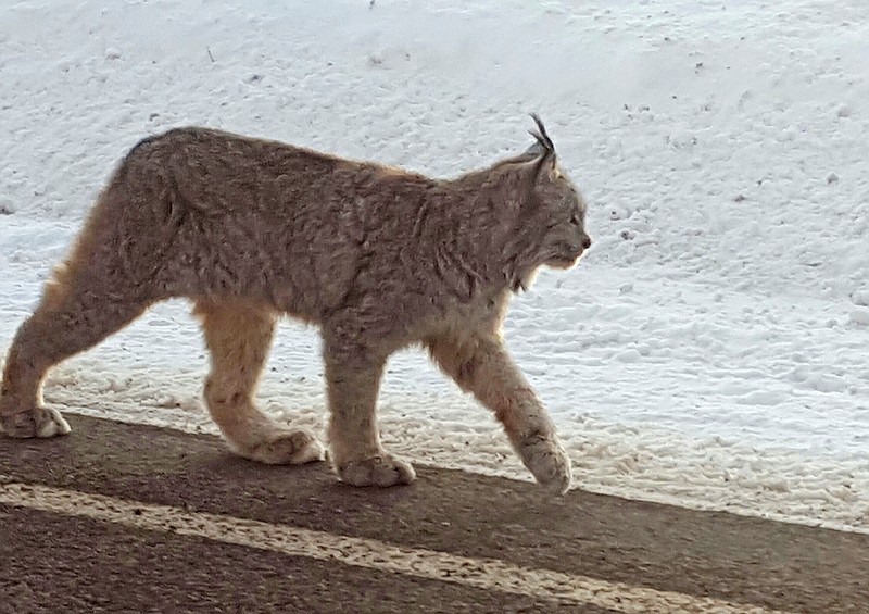 
              This Dec. 15, 2016 photo provided by Dontje Hildebrand shows a lynx walking along a highway in Molas Pass outside of Silverton in southwestern Colorado. Only about 50 to 250 lynx are believed to be living in the wild in Colorado, and sightings are rare. They were native to Colorado but virtually disappeared from the state by the 1970s because of hunting, poisoning and development. (Dontje Hildebrand via AP)
            