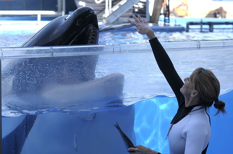 In a March 7, 2011 photo, Kelly Flaherty Clark, right, director of animal training at SeaWorld Orlando, works with killer whale Tilikum during a training session at the theme park's Shamu Stadium in Orlando, Fla. Tilikum, an orca that killed a trainer at SeaWorld Orlando in 2010, has died. According to SeaWorld, the whale died Friday, Dec. 30. 2016. (AP Photo/Phelan M. Ebenhack, File)