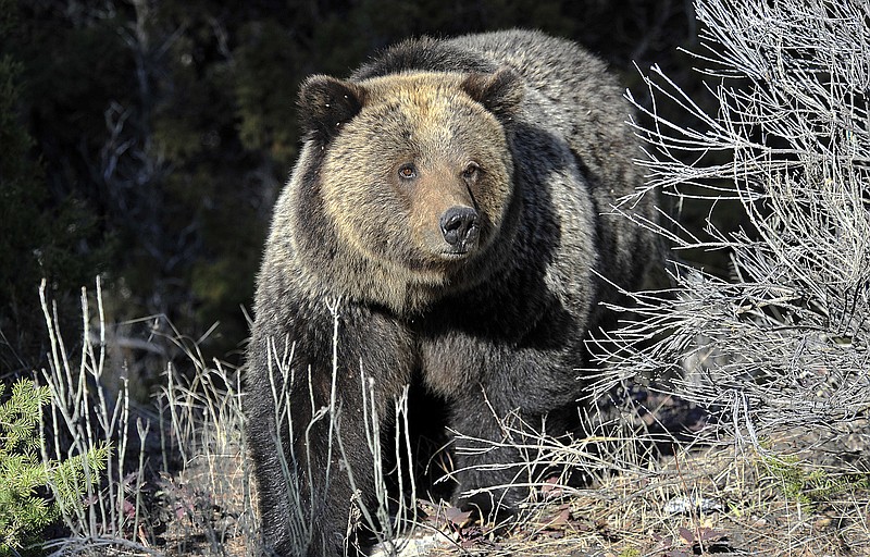 
              FILE - In this May 4, 2009 file photo, a Grizzly bear is seen in Yellowstone National Park near Mammoth Wyoming. Federal officials are delaying their decision on whether to lift protections for more than 700 grizzly bears in and around Yellowstone National Park and allow hunting. (David Grubbs,/Billings Gazette via AP. File)
            