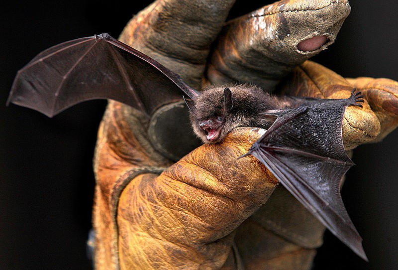 
              FILE - In this Sept. 17, 2010 file photo a little brown bat is photographed in La Crosse Wis. Researchers for the first time found that little brown bats appear to be showing resistance to white-nose syndrome, which has killed millions of bats across North America. (Peter Thomson  /La Crosse Tribune via AP, File)
            