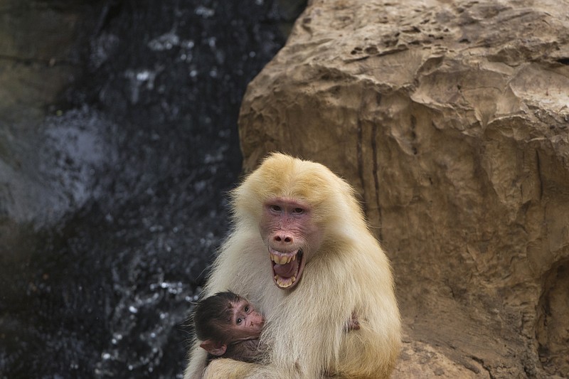 
              FILE - In this Wednesday, Sept. 29, 2015 file photo, Sahara, a rare red-haired female Hamadryas Baboon holds 3 weeks old dark-furred baby in the Ramat Gan Safari Park near Tel Aviv, Israel. A new study in France shows that baboons can make human-like vowel sounds, and its authors say the discovery could help scientists better understand the evolution of human speech. The study was published in the journal Plos One on Wednesday Jan. 11, 2017 by a team of scientists. (AP Photo/Ariel Schalit, File)
            