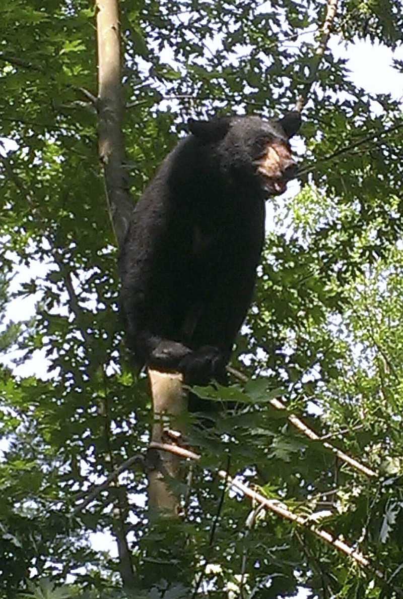 
              FILE - In this July 5, 2015 photo provided by the Hartford Police Department, a black bear sits perched in a tree in Hartford, Conn. The bear was safely tranquilized and relocated by state environmental officers. The state Department of Energy and Environmental Protection said there were about 6,700 black bear sightings in 2016, a 49 percent increase over the previous year.  (Hartford Police Department via AP, File)
            