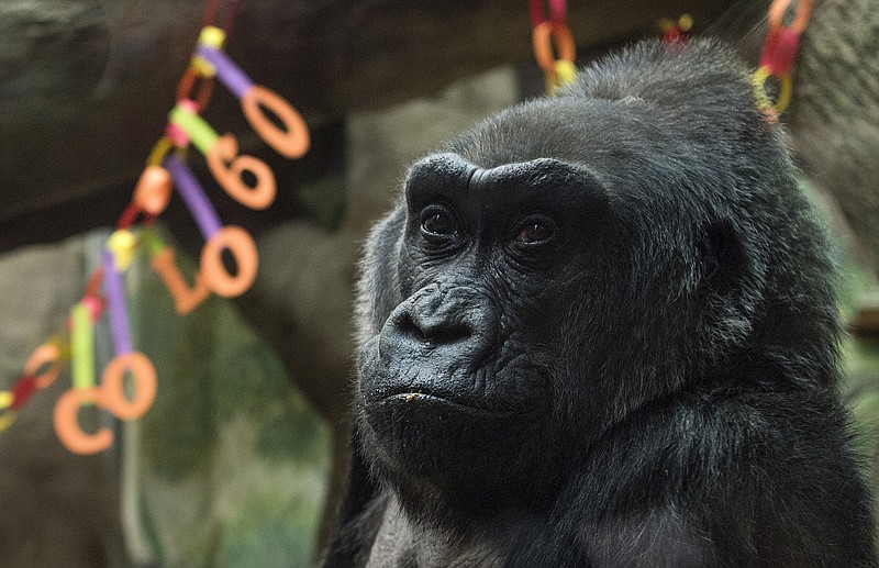 
              FILE – In this Dec. 22, 2016, file photo, Colo, the world's first gorilla born in a zoo, sits inside her enclosure during her 60th birthday party at the Columbus Zoo and Aquarium in Columbus, Ohio. The Columbus Zoo and Aquarium said Tuesday, Jan. 17, 2017, that Colo, the oldest known gorilla in the U.S., died in her sleep less than a month after her 60th birthday. (AP Photo/Ty Wright, File)
            