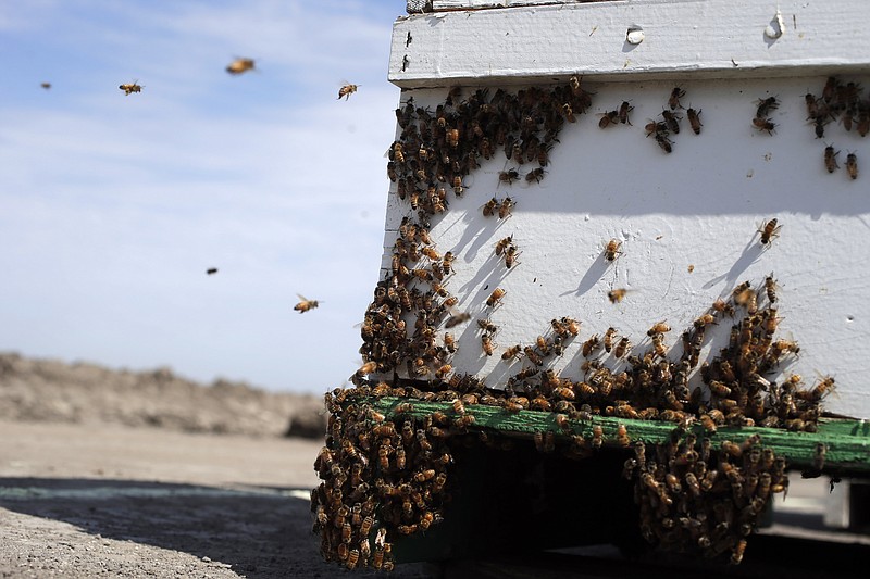
              FILE - In this July 16, 2014 photo, bees hover around a hive on a field where they are to pollinate crops in Los Banos, Calif. A Montana beekeeper says thieves got away with 488 beehives he had taken to California to pollinate almond trees. (AP Photo/Marcio Jose Sanchez,File)
            