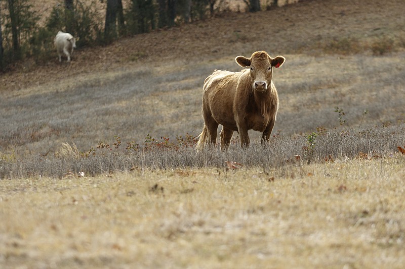 Staff photo by Doug Strickland / A cow stands in a dry field at James Burton's farm in LaFayette, Ga. As the region's drough worsened, Burton said he had used all of his stores of hay to feed his cattle and had to buy hay to keep his herd fed.