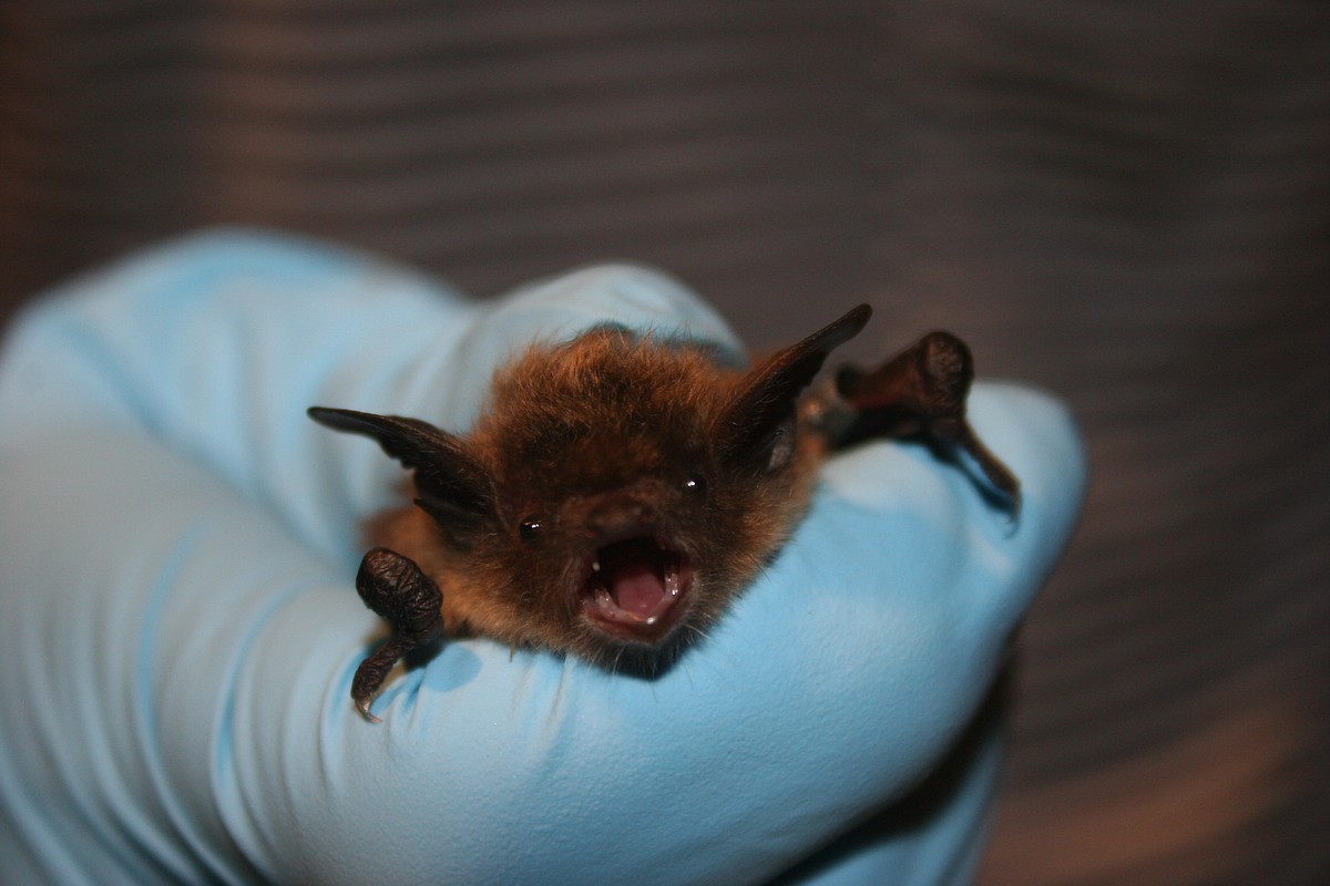 Disease killing bats at an alarming rate | Chattanooga Times Free Press