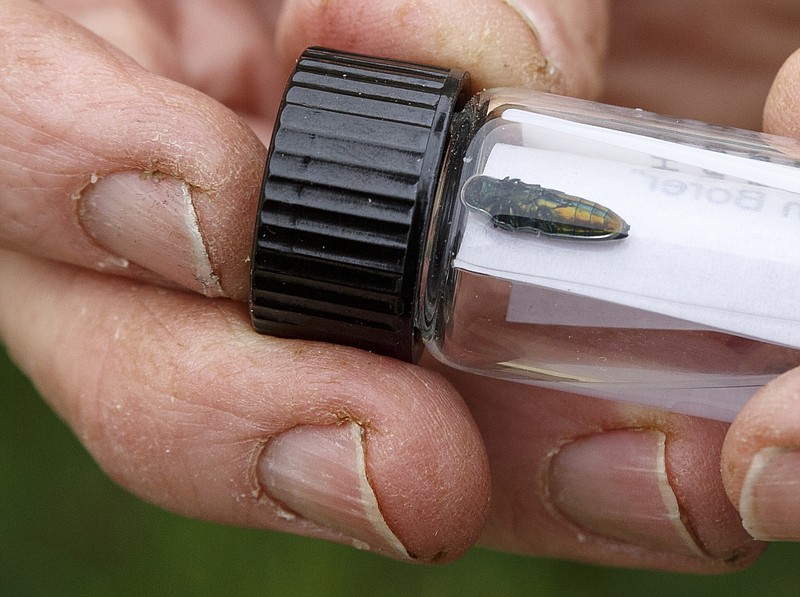 City forester Gene Hyde holds a preserved emerald ash borer beetle specimen Friday, April 1, 2016, in Chattanooga, Tenn. The invasive species is threatening the region's estimated 200,000 ash trees.
