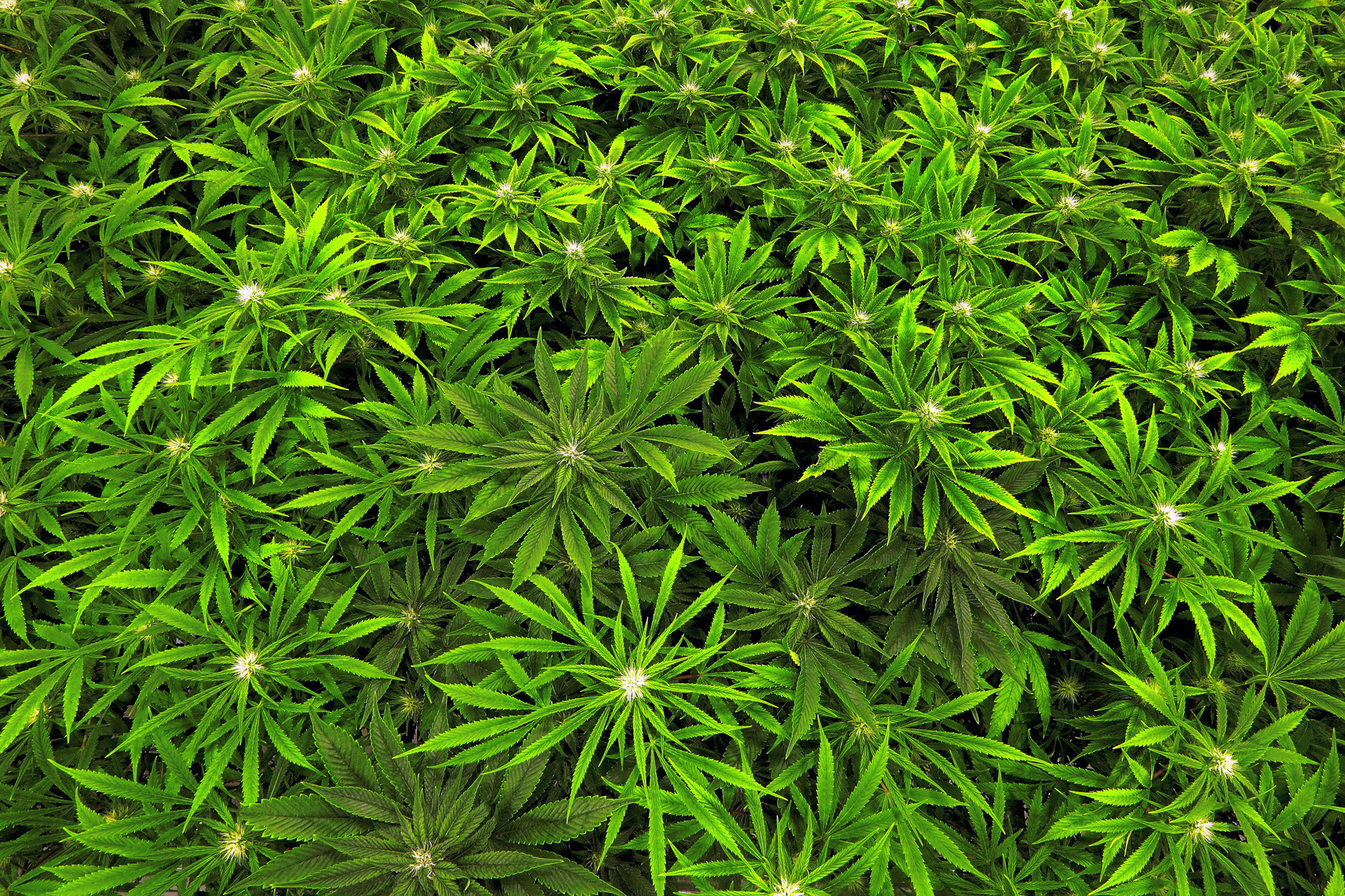 FILE - In this Sept. 15, 2015 file photo, marijuana grows at a medical marijuana cultivation center in Albion, Ill. In a report released Wednesday, Jan. 11, 2017 by the National Academy of Sciences, Engineering and Medicine, the federal advisory panel took a comprehensive look at what’s known about the benefits and harms of marijuana and is calling for a national effort to learn more about the drug. (AP Photo/Seth Perlman, File)