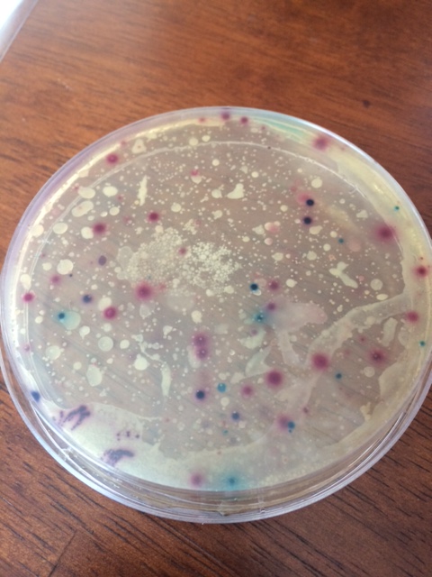 A sample taken at Shoal Creek following months of drought, before a big rain in late November, shows an E. coli count of 360, which is considered safe for recreational use.