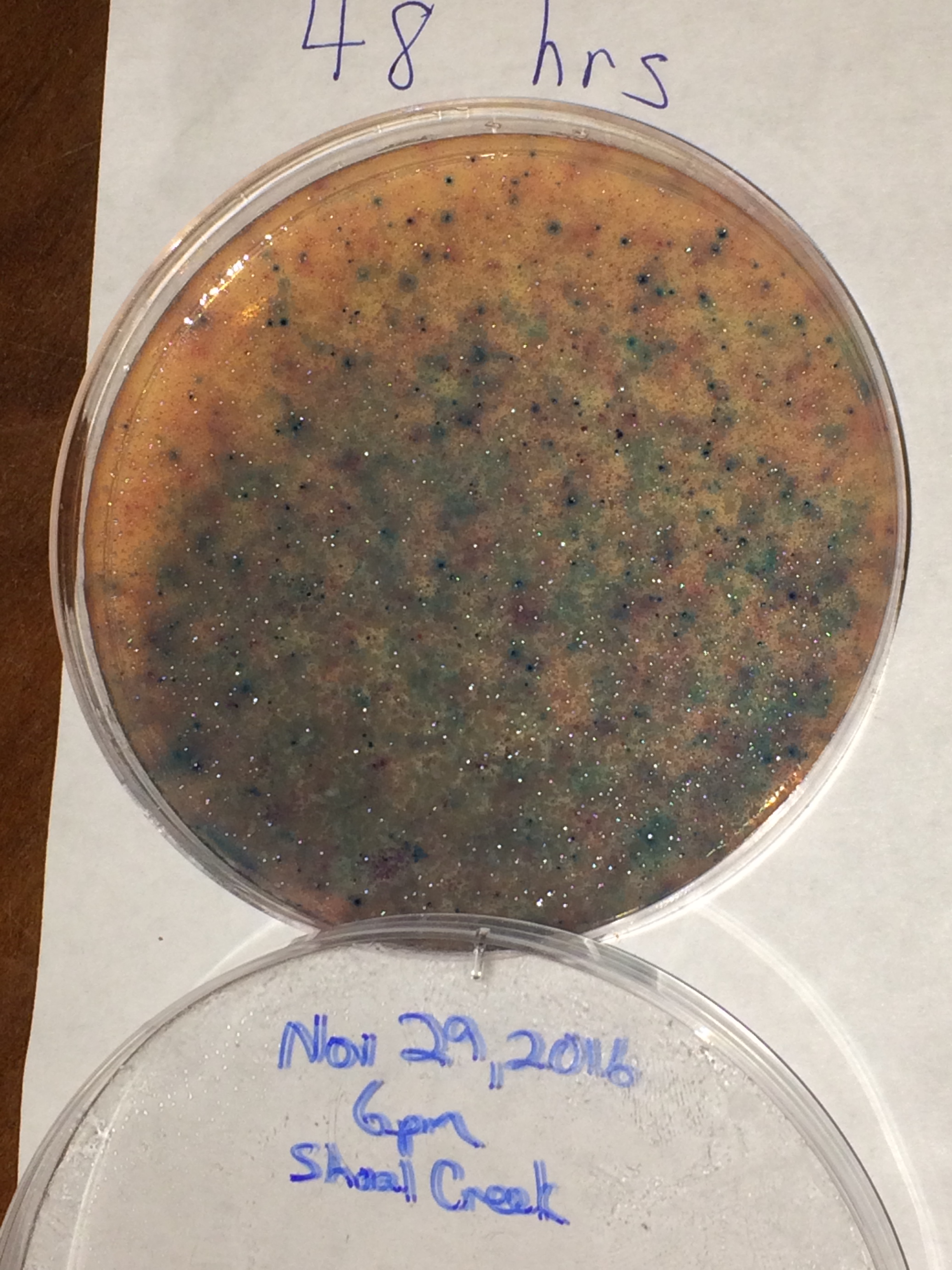 After months of drought, a sample taken from Shoal Creek 48 hours following a big rain reveals much higher levels of bacteria than before the rain, with an E. coli count of 54,600. Within several days, the count dropped to what's considered a safe level of bacteria: 400 colonies or fewer.