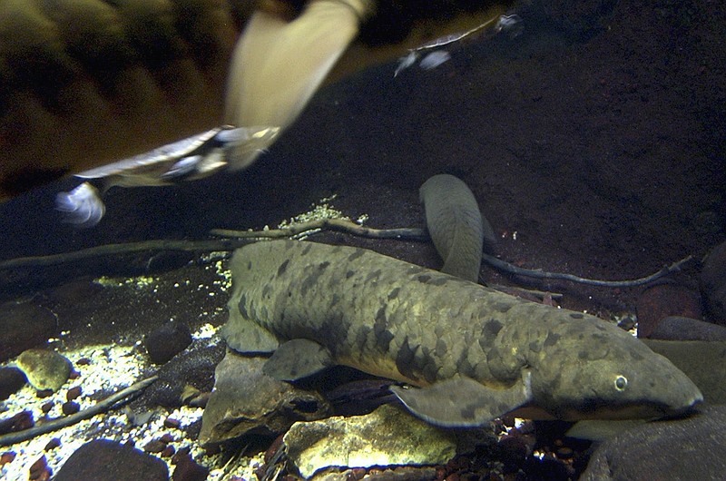 
              FILE - In this Dec. 2, 2004, file photo, An Australian lungfish, named Granddad, is seen on display at Chicago's Shedd Aquarium. Aquarium officials said Monday, Feb. 6, 2017, the 4-foot-long and 25-pound fish was euthanized on Sunday due to old age. The aquarium acquired the lungfish in 1933 from the Sydney Aquarium in Australia. AP Photo/M. Spencer Green, File)
            