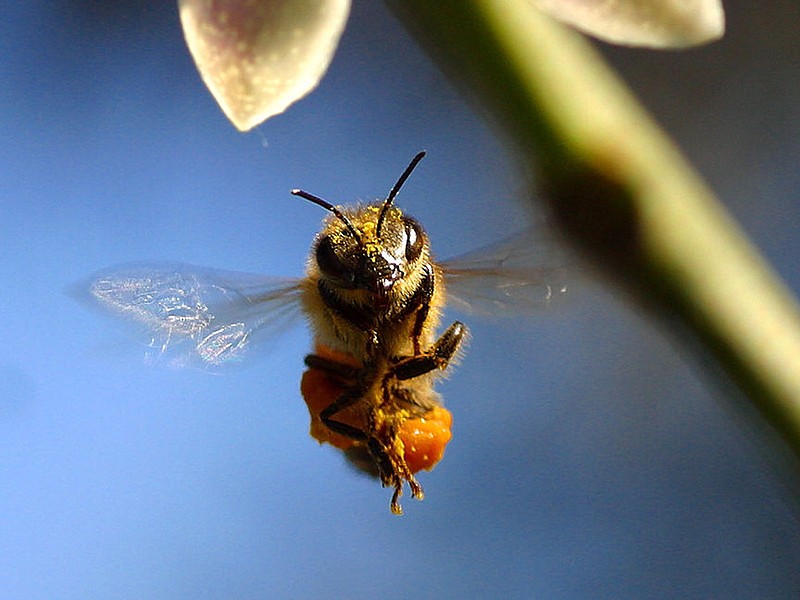 "More Than Honey" looks at the rising incidence of colony collapse disorder among honeybees.