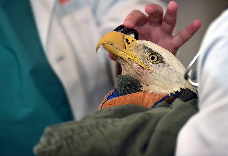 Officials with the Tennessee Wildlife Resources Agency and the U.S. Fish and Wildlife Service are investigating the shooting of two bald eagles in the Tennessee River Valley. Both eagles were transported to the Avian and Exotics service at the University of Tennessee Veterinary Medical Center, but the injuries sustained were incurable and both were euthanized.