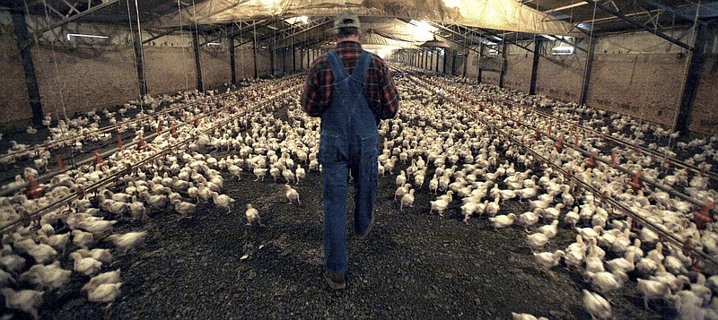 
              FILE - In this Dec. 2, 2008 file photo, a Pilgrim's Pride contract chicken farmer walks amid three-week-old chicks at a farm just outside the city limits of Pittsburg, Texas. A group of former chicken farmers from five states, intent on changing the way the nation's largest poultry processors pay farmers for raising chickens, have filed a lawsuit in federal court in Oklahoma. Seeking class-action status, the farmers, allege that the contract grower industry structure created by Pilgrim's Pride and other companies pushed them deep into debt. (AP Photo/LM Otero, File)
            