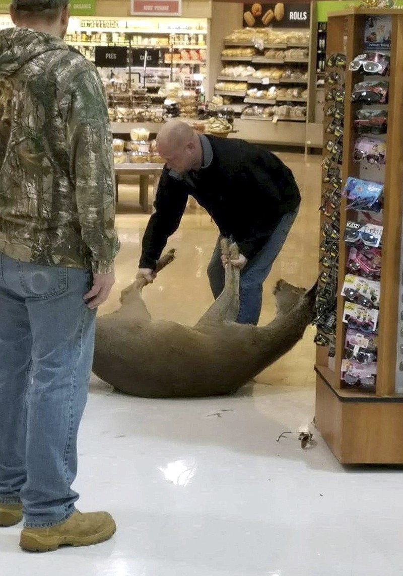 
              In this Monday, Feb. 6, 2017, photo provided by Tonya Beck, a deer is subdued after it smashed through the glass entrance and ran amok in a Giant grocery store in the borough of Manchester, Pa. Once surprised shoppers figured out what the noise was, they worked together to wrangle the animal and force it outside. (Tonya Beck via AP)
            