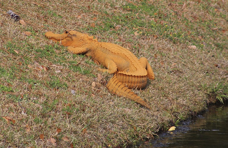 
              In a photo provided by Stephen Tatum, an orange alligator is seen near a pond in Hanahan, S.C. Photos show the 4- to 5-foot-long alligator on the banks of a retention pond at the Tanner Plantation neighborhood. Jay Butfiloski with the South Carolina Department of Natural Resources says the color may come from where the animal spent the winter, perhaps in a rusty steel culvert pipe. Experts say the alligator will shed its skin and probably return to a normal shade soon.  (Stephen Tatum via AP)
            