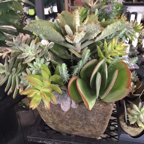 Succulents are a trendy Valentine's Day flower.