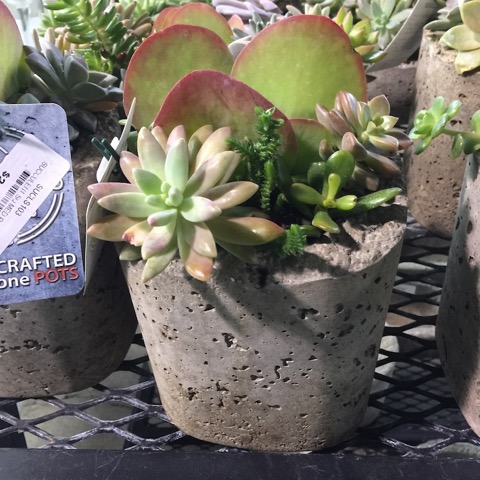 Succulents are a trendy Valentine's Day flower.