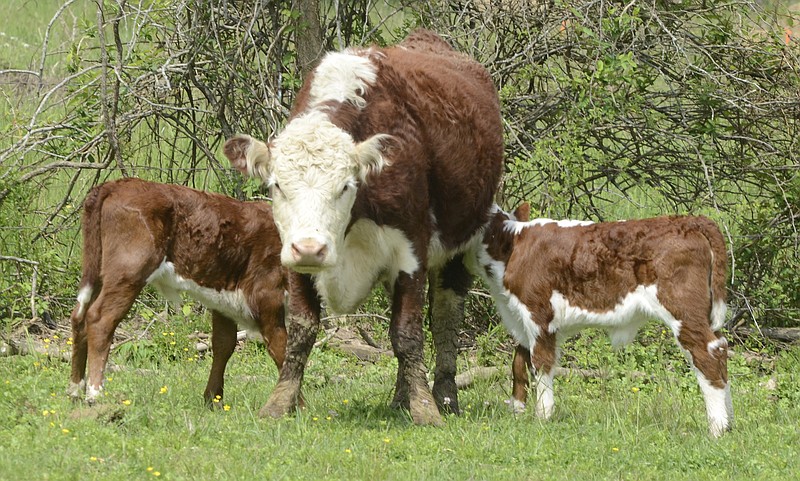 Two calves nurse at the same time on the Ooltewah farm of Becky and J. C. Goins.