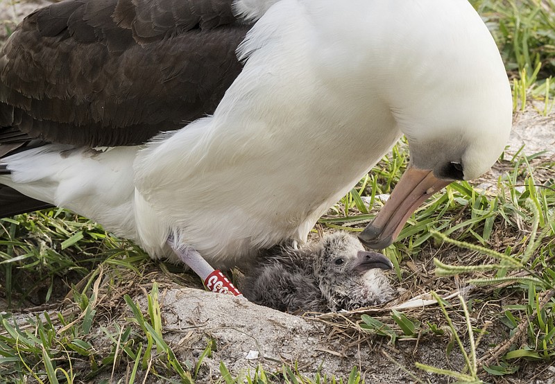 
              In this Thursday, Feb. 7, 2017, photo provided by the photo provided by the U.S. Fish and Wildlife Service - Pacific Region shows Wisdom and her new chick at the Midway Atoll National Wildlife Refuge and Battle of Midway National Memorial in the Papahanaumokuakea Marine National Monument. The Laysan albatross is about 66 years old and is the world's oldest breeding bird in the wild. Fish and Wildlife Service project leader Bob Peyton says Wisdom has returned to Midway for over six decades. (Naomi Blinick/USFWS Volunteer via AP)
            