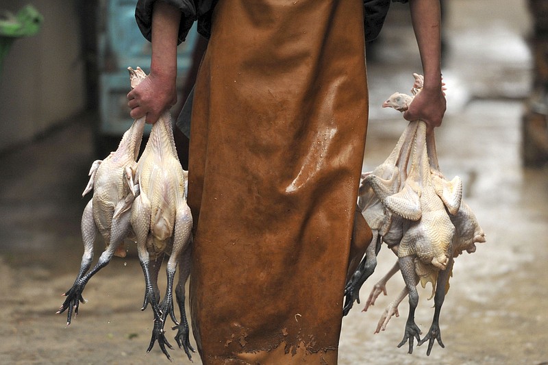 
              In this Oct. 9, 2016 photo, a butcher carries slaughtered chickens in a poultry market in Fuyang in central China's Anhui province. Chinese state media reported Friday, Feb. 17, 2017 that the National Health and Family Planning Commission is ordering the closure of live poultry markets in China's south-central regions as it grapples with the worst outbreak of bird flu in years. (Chinatopix via AP)
            